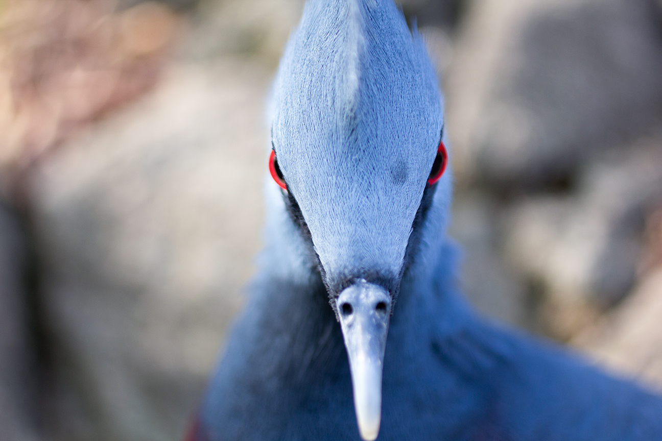 Schmetterling im Papiliorama